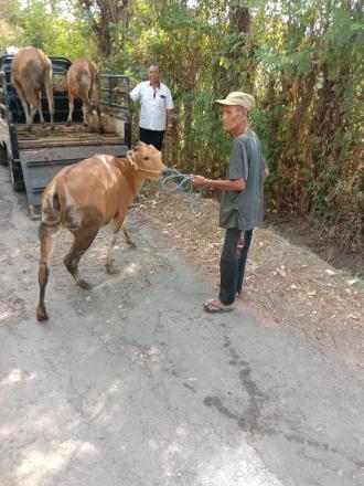 Penyerahan Bantuan ketahanan pangan berupa bibit sapi kepada warga penerima di Desa Anturan 2024